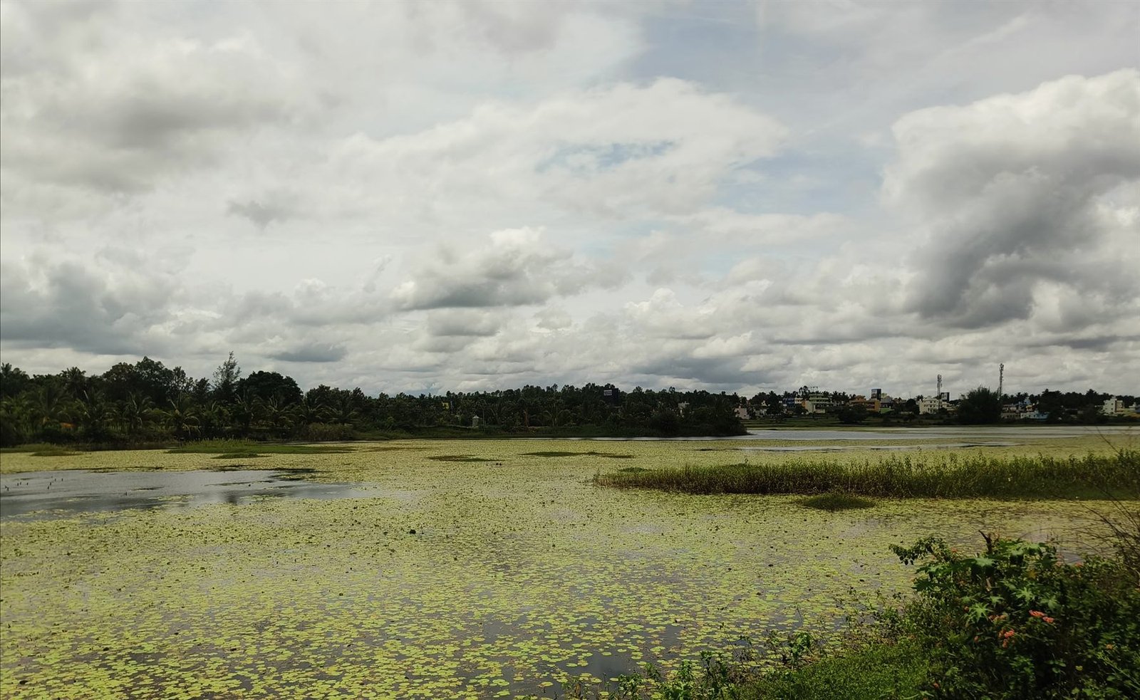 The 60-acre Living Lake — a vast, thriving freshwater ecosystem fringed with lily pads and palms